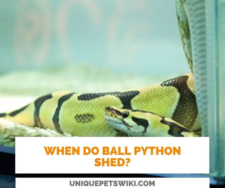 When Do Ball Pythons Shed?