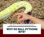 Are Ball Pythons Dangerous? How Hurt Their Bite Is?