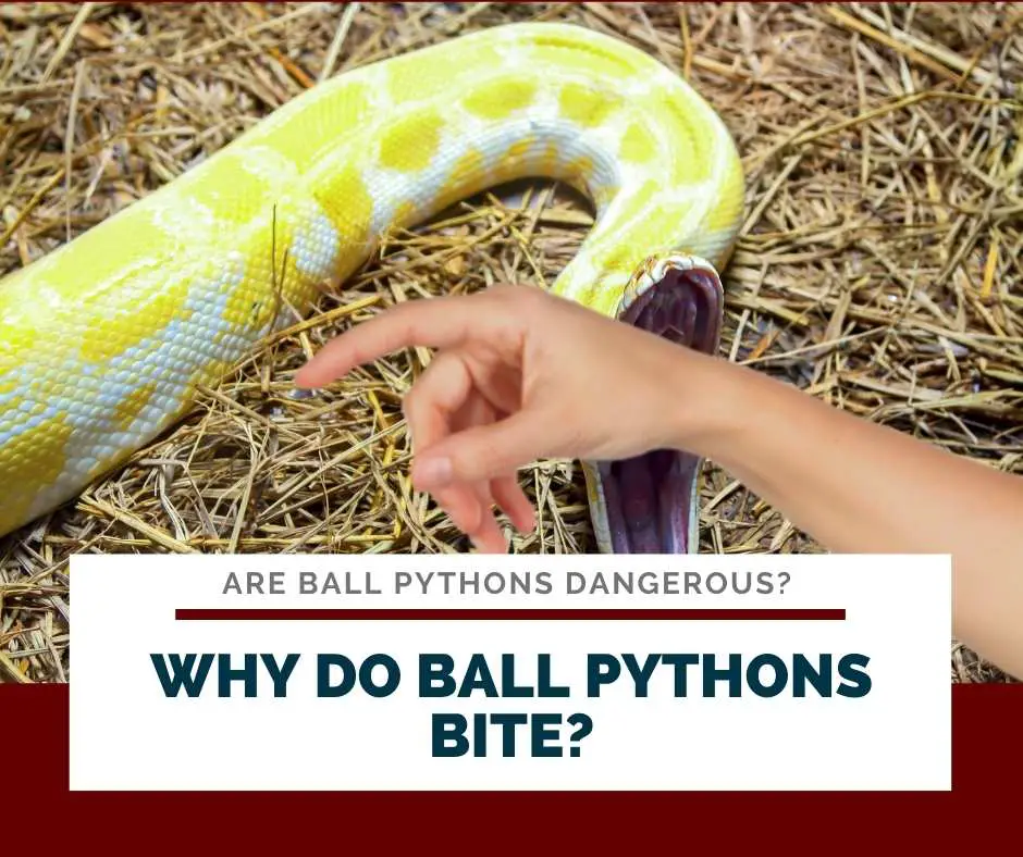 Why Do Ball Pythons Bite?