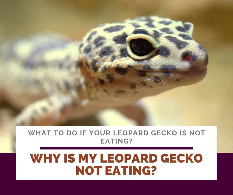 Why Is My Leopard Gecko Not Eating?