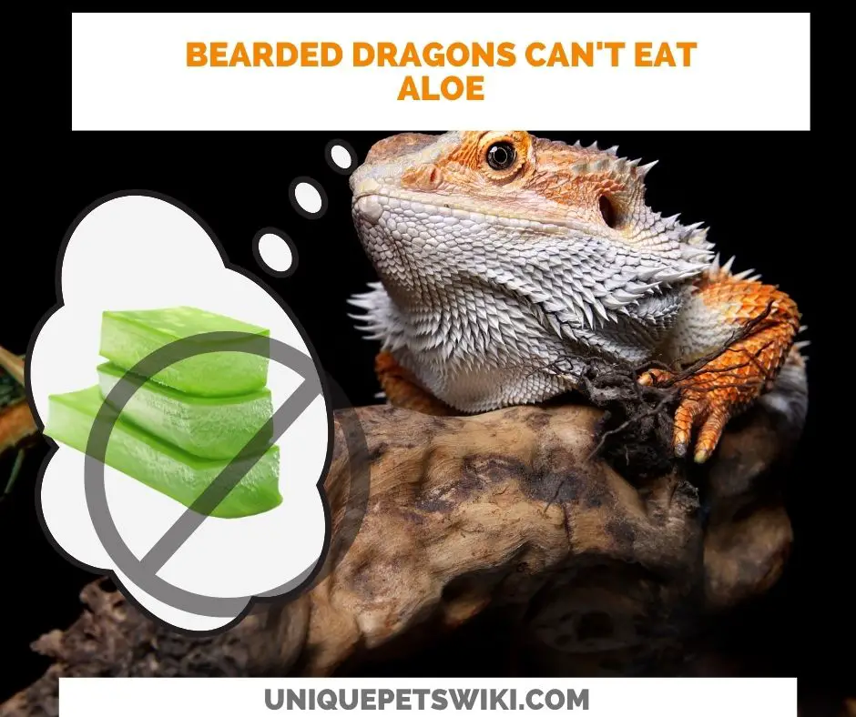 Can Bearded Dragons Eat Aloe? Bearded dragons should not eat aloe vera