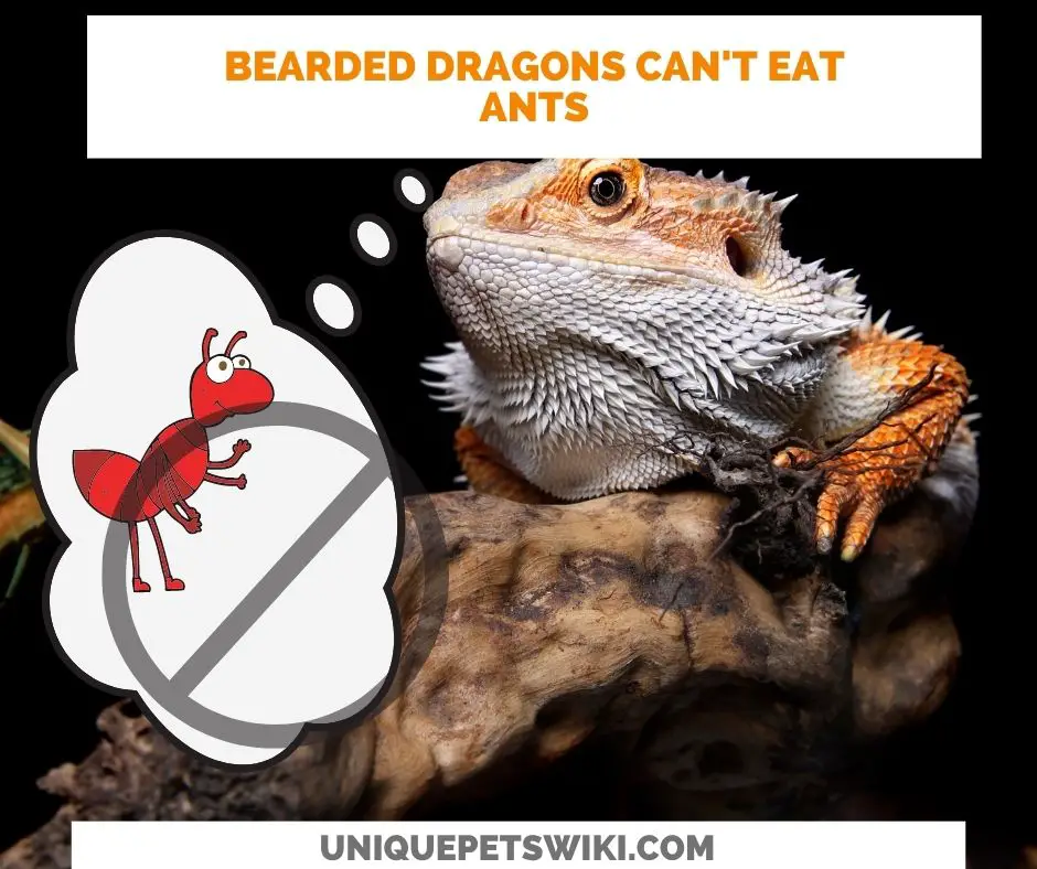 bearded dragons should not eat ants