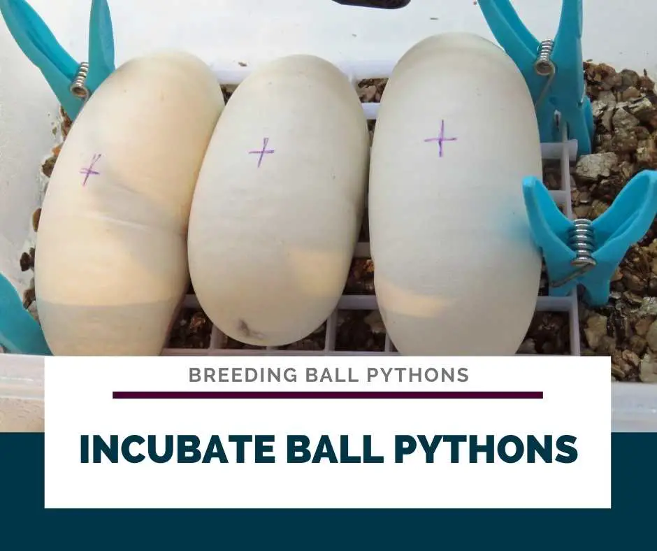 Incubate Ball Pythons