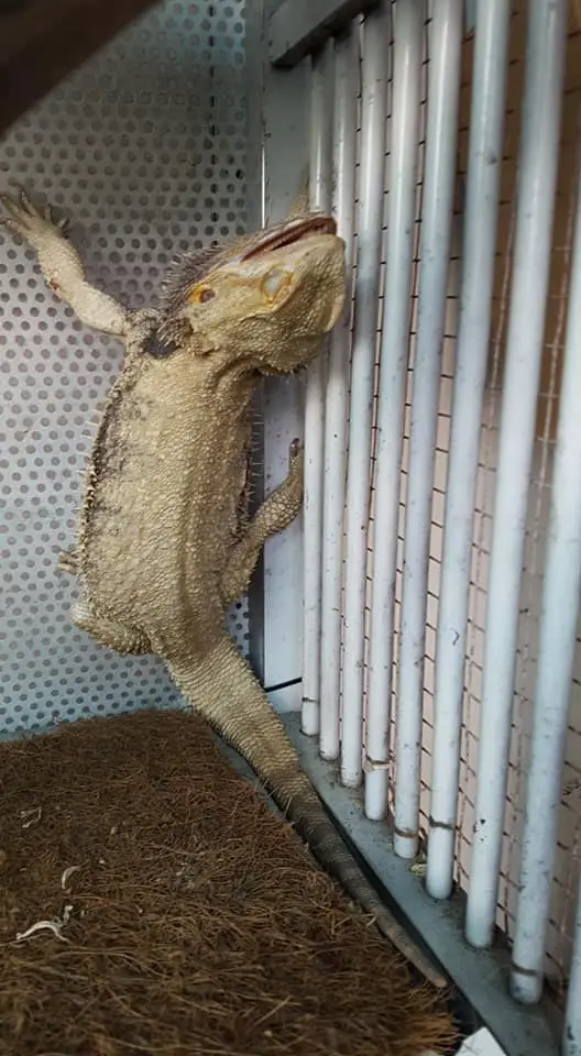 bearded dragon dye after turning white