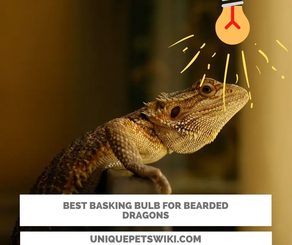 5 basking bulbs for bearded dragons