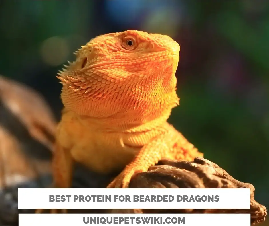 Top 5 best protein for bearded dragons