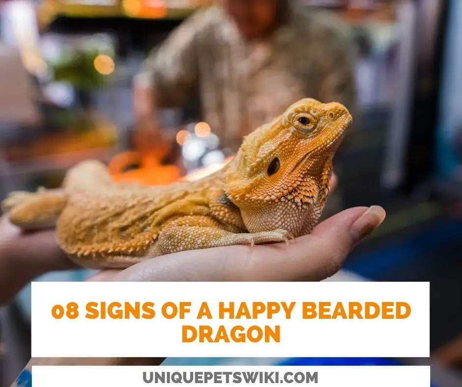 How To Tell If Your Bearded Dragon Is Happy