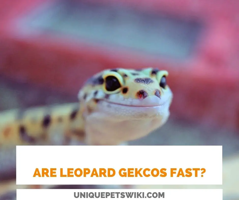 Are Leopard Geckos Fast?