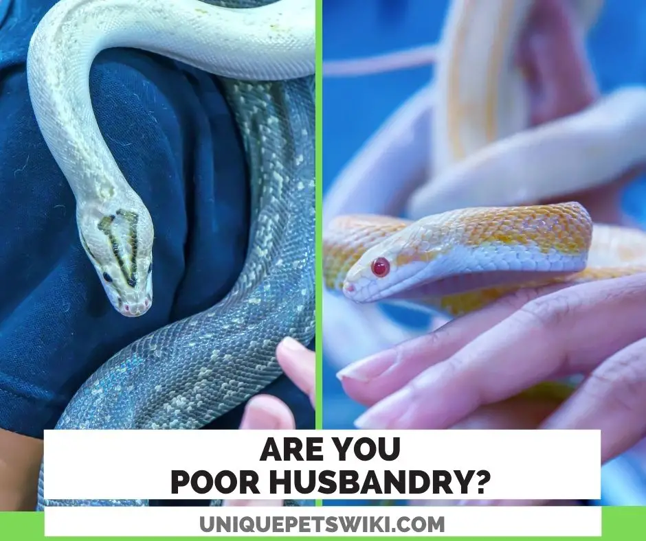 are you poor husbandry on snake care?