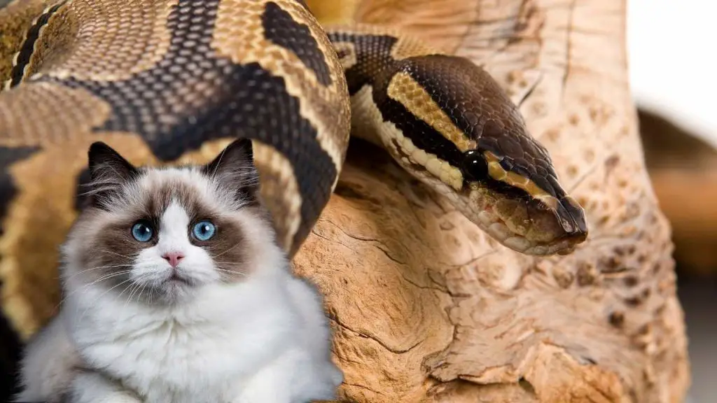 Will A Ball Python Kill My Cat?