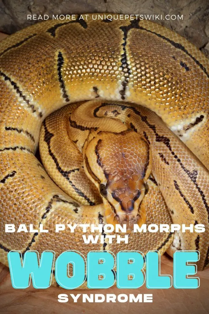 Ball Python Morphs with Wobble Syndrome