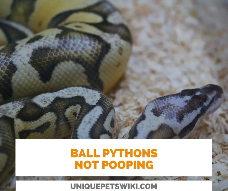 Ball Python Not Pooping