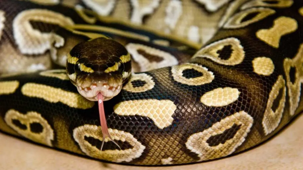 Why Do Ball Pythons’ Belly Turn Red?