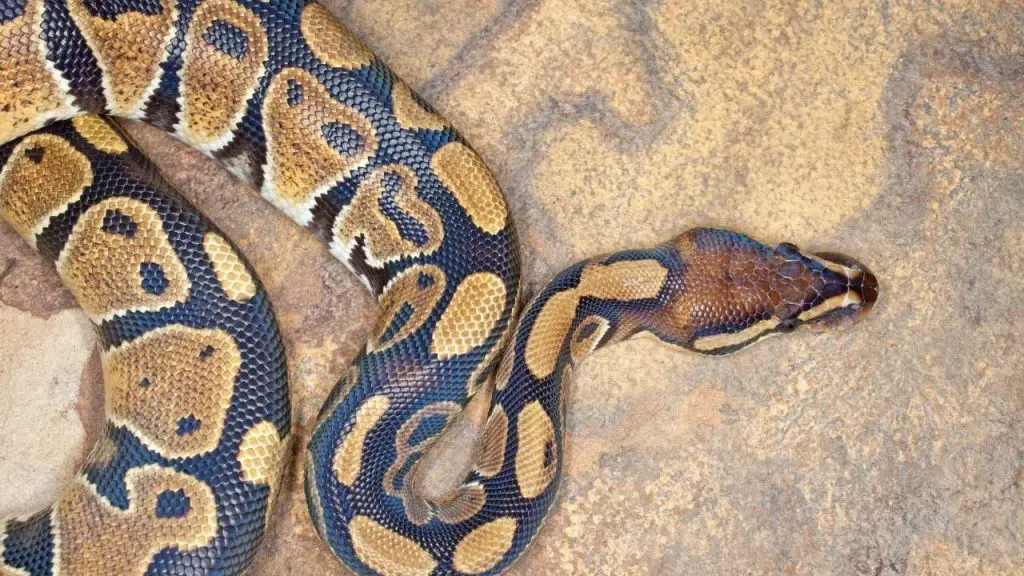 Treatments For Ball Python Red Belly