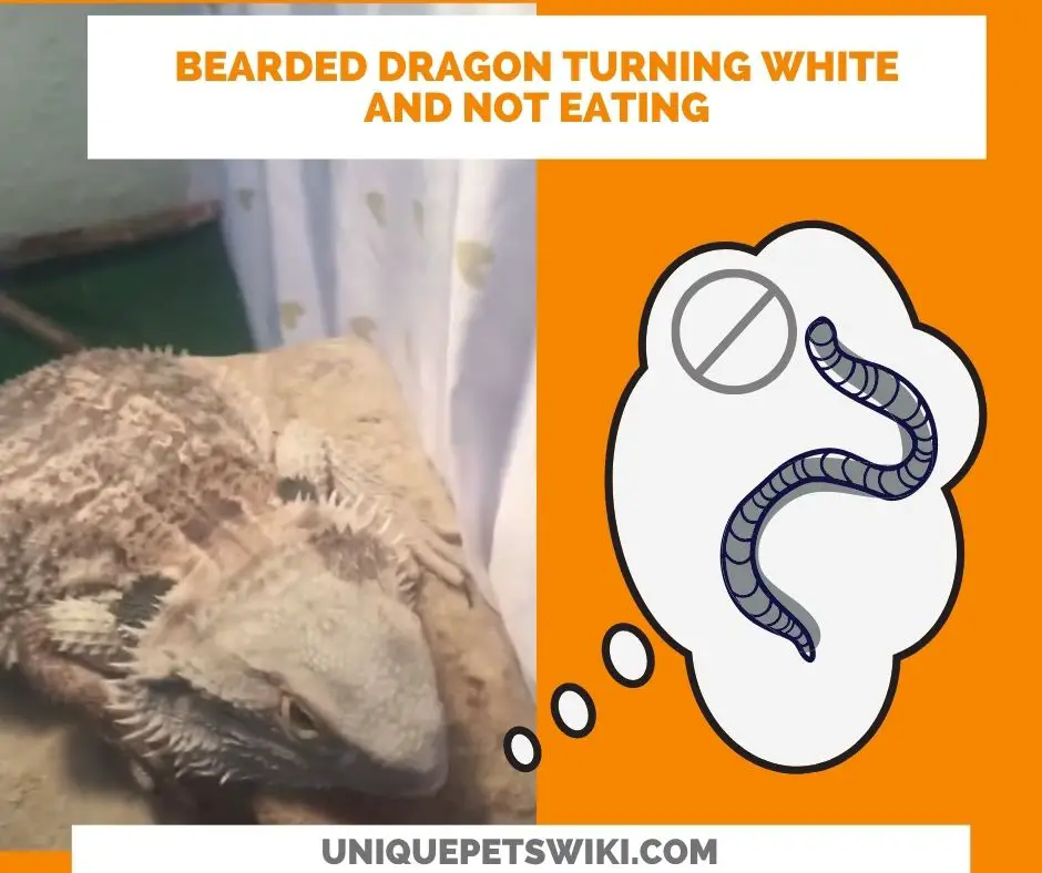 Why Is My Bearded Dragon Turning White And Not Eating?