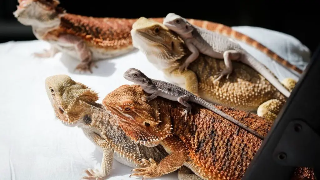 bearded dragons and babies