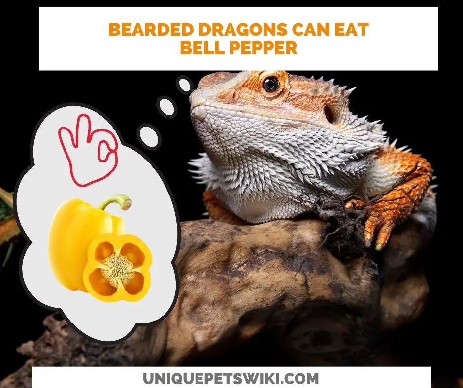 Can Bearded Dragons Eat Bell Pepper? Yes, but some will not even look at it