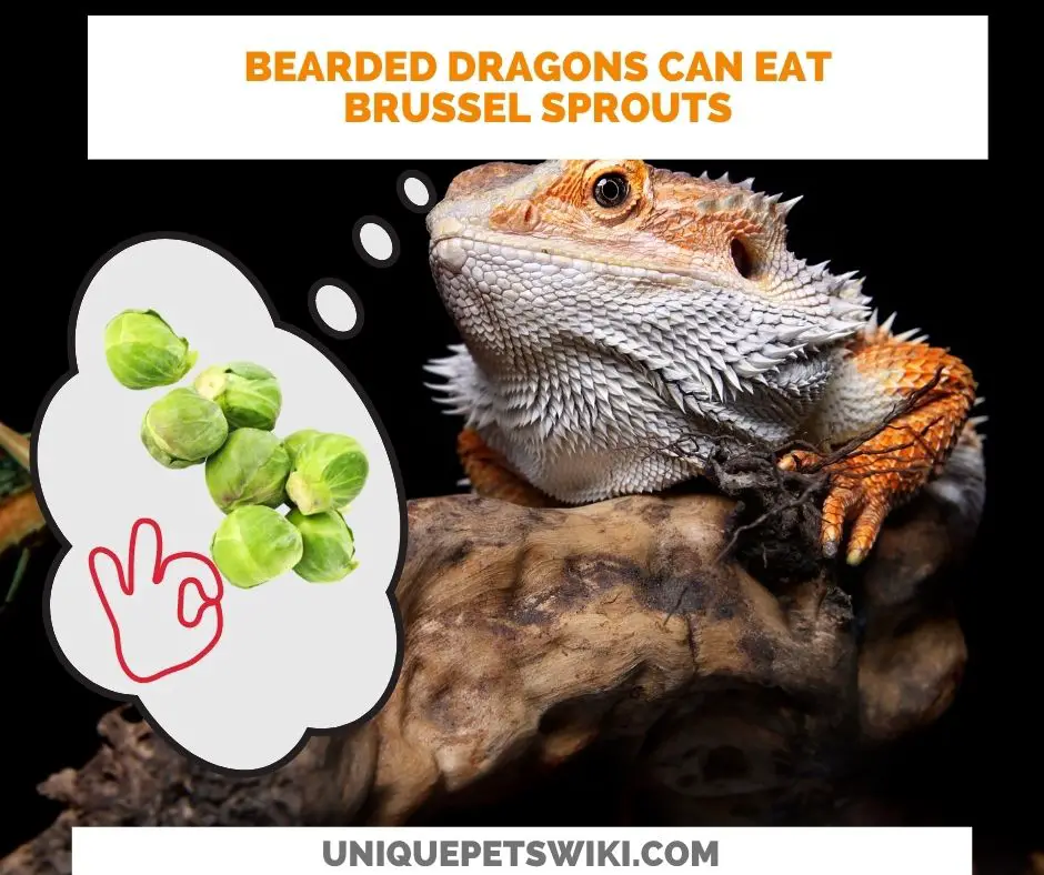 Can Bearded Dragons Eat Brussel Sprouts? Yes