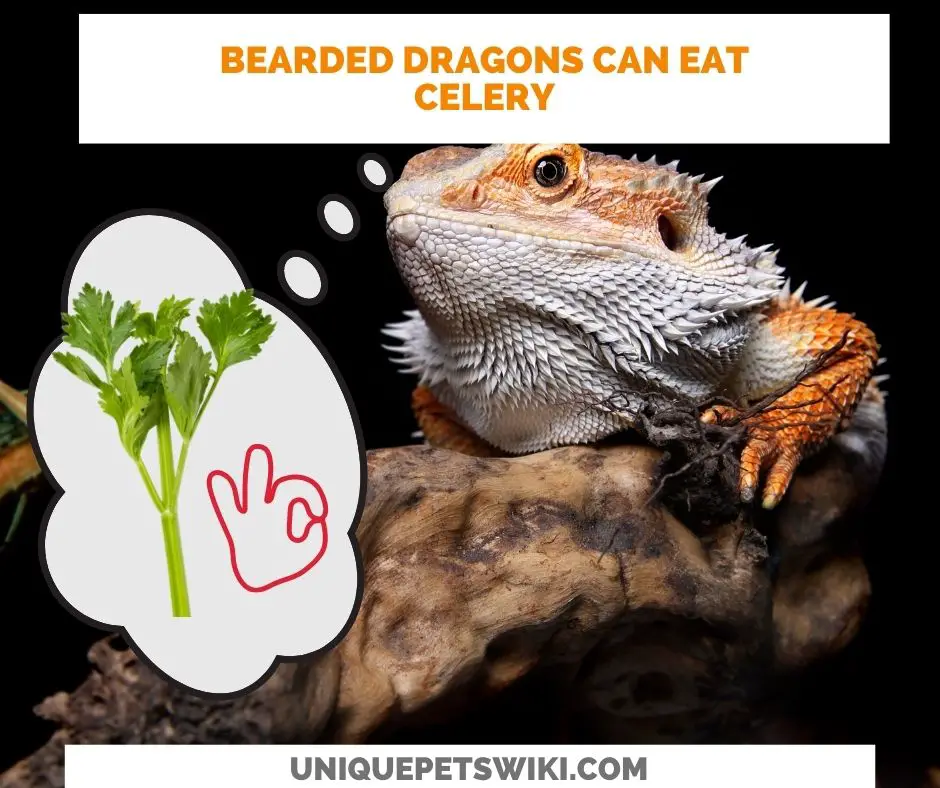 bearded dragons can eat celery