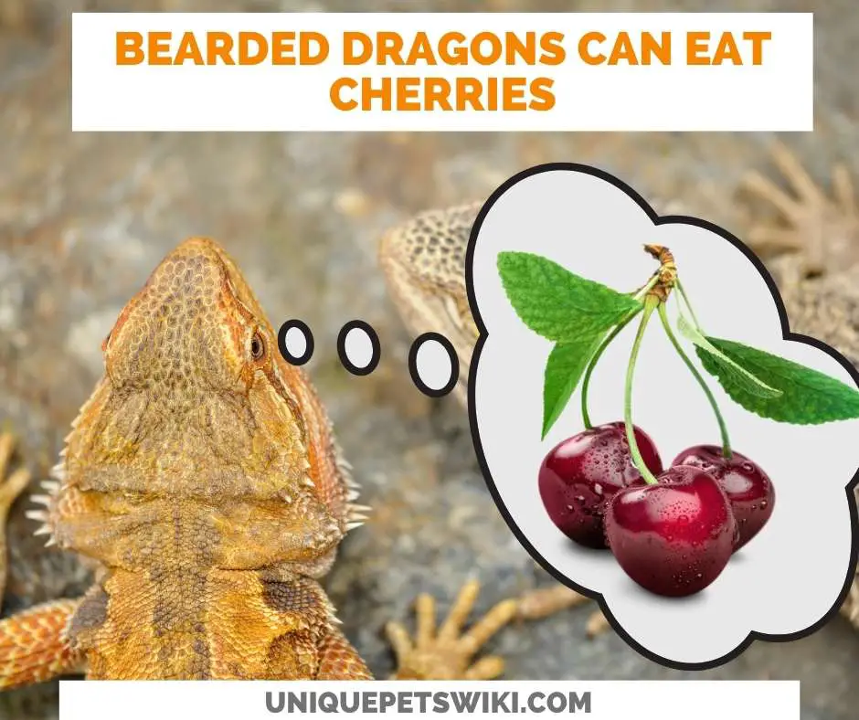 Can Bearded Dragons Eat Cherries?