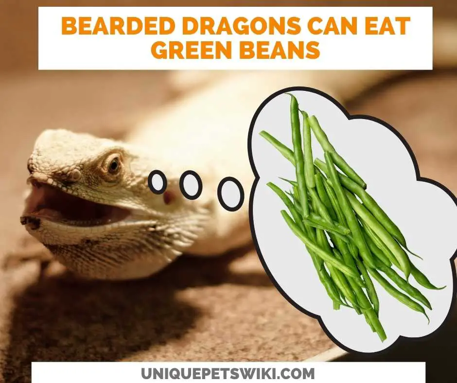 Can Bearded Dragons Eat Green Beans?