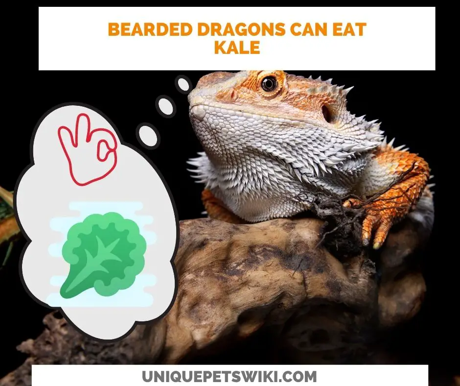 Can Bearded Dragons Eat Kale? Yes they can
