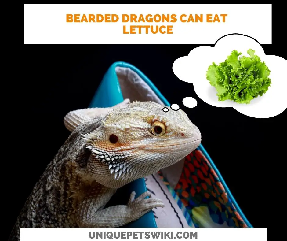 Can Bearded Dragons Eat Lettuce?