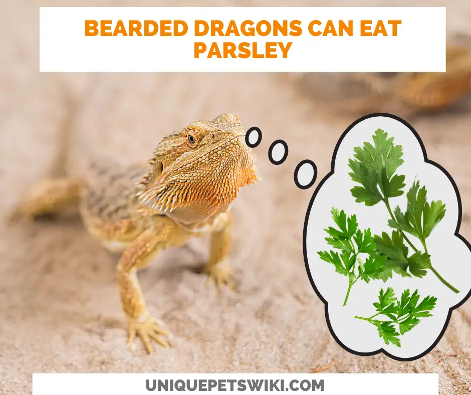 Can Bearded Dragons Eat Parsley?