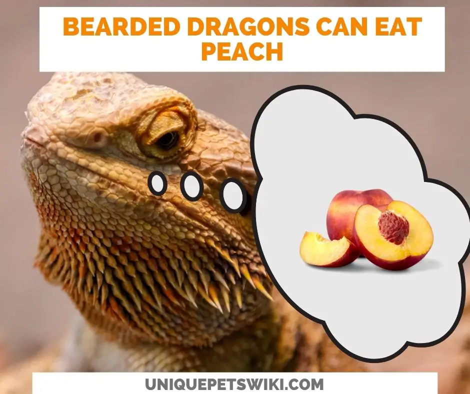 Can Bearded Dragons Eat Peaches?