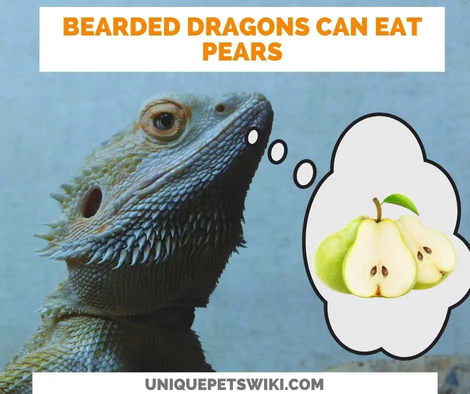 Can Bearded Dragons Eat Pears?