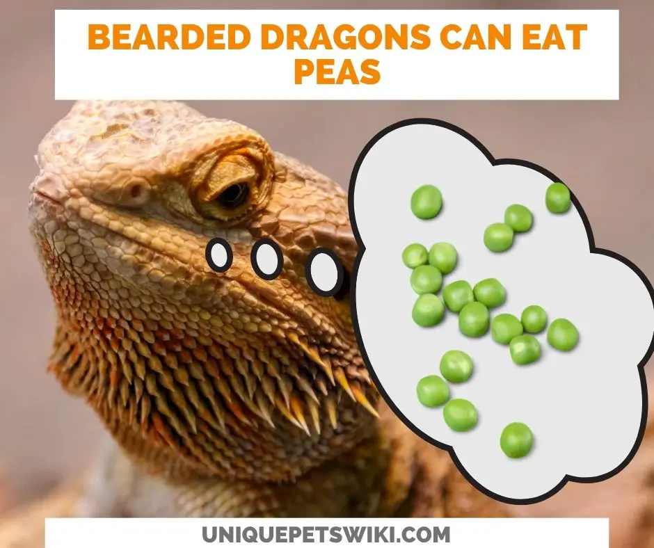 Can Bearded Dragons Eat Peas? Yes they can.