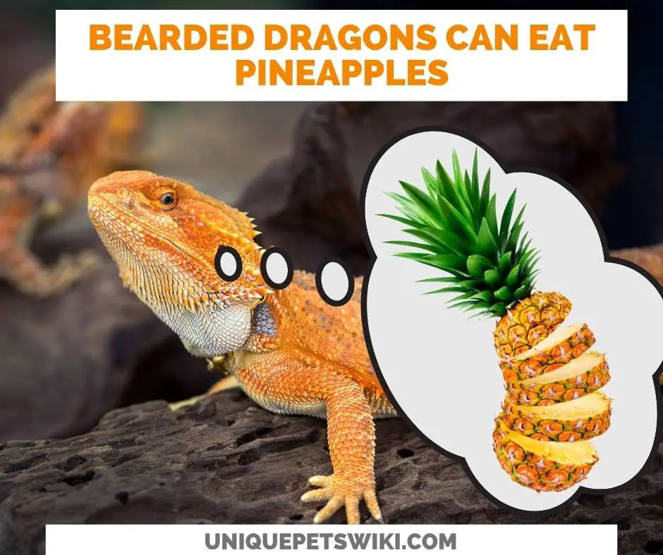 Can Bearded Dragons Eat Pineapple?