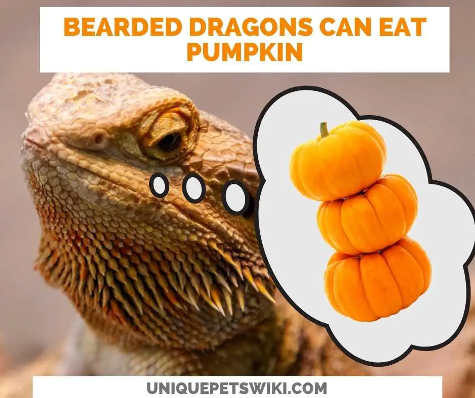 Can Bearded Dragons Eat Pumpkin?