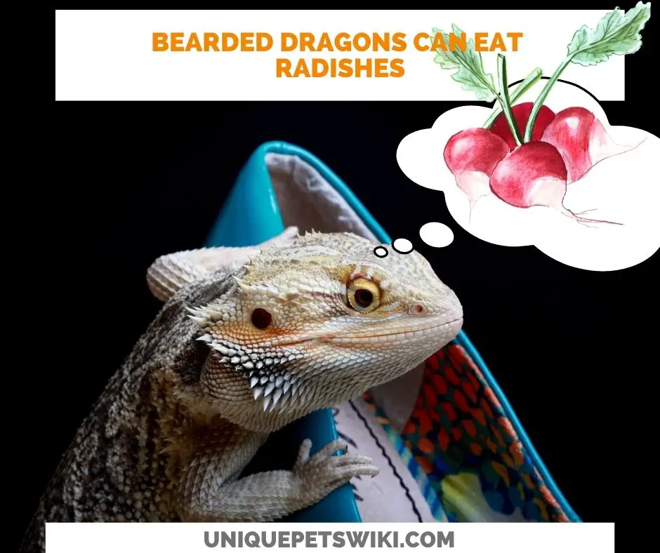 Can Bearded Dragons Eat Radishes?
