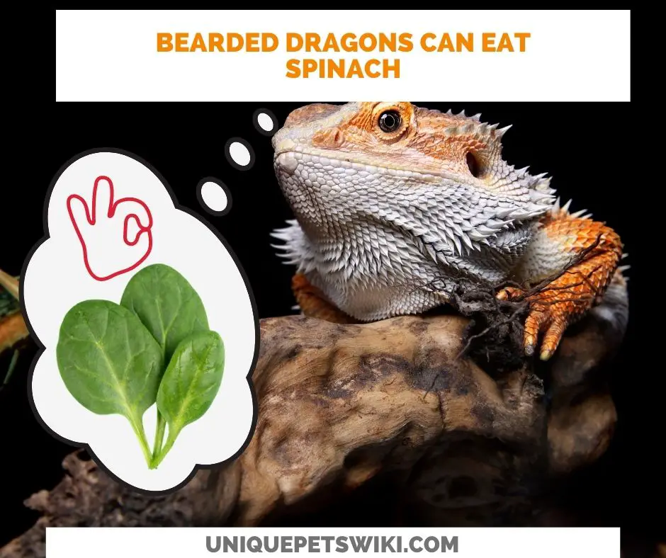 bearded dragons can eat spinach