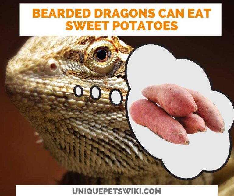 Can Bearded Dragons Eat Sweet Potatoes? Absolutely!