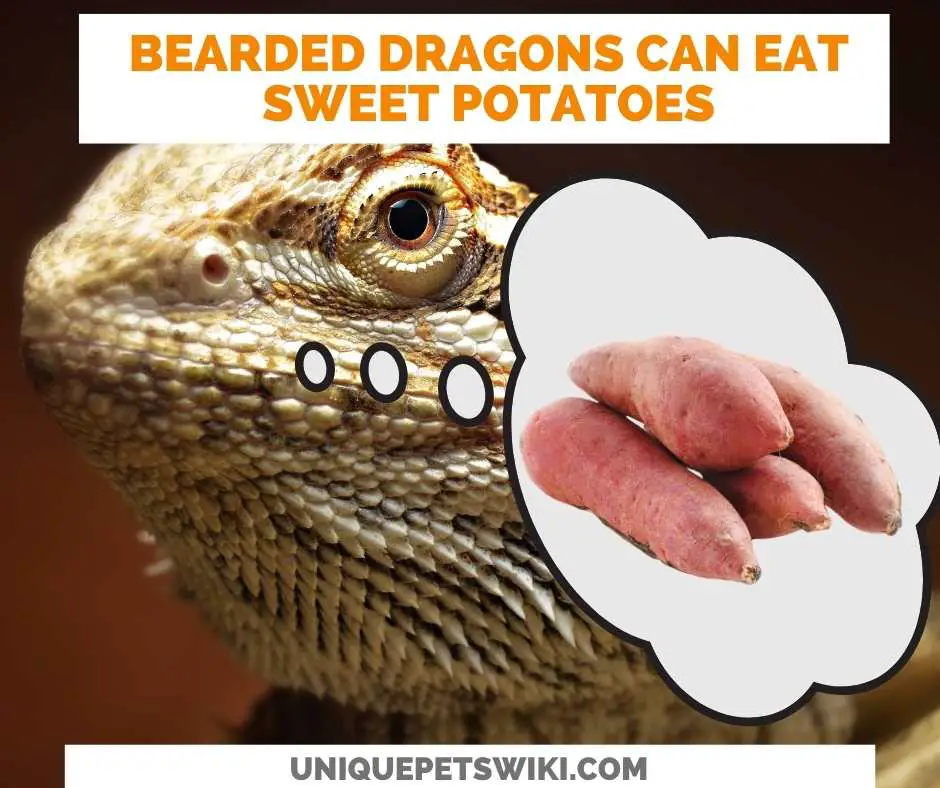 Can Bearded Dragons Eat Sweet Potatoes