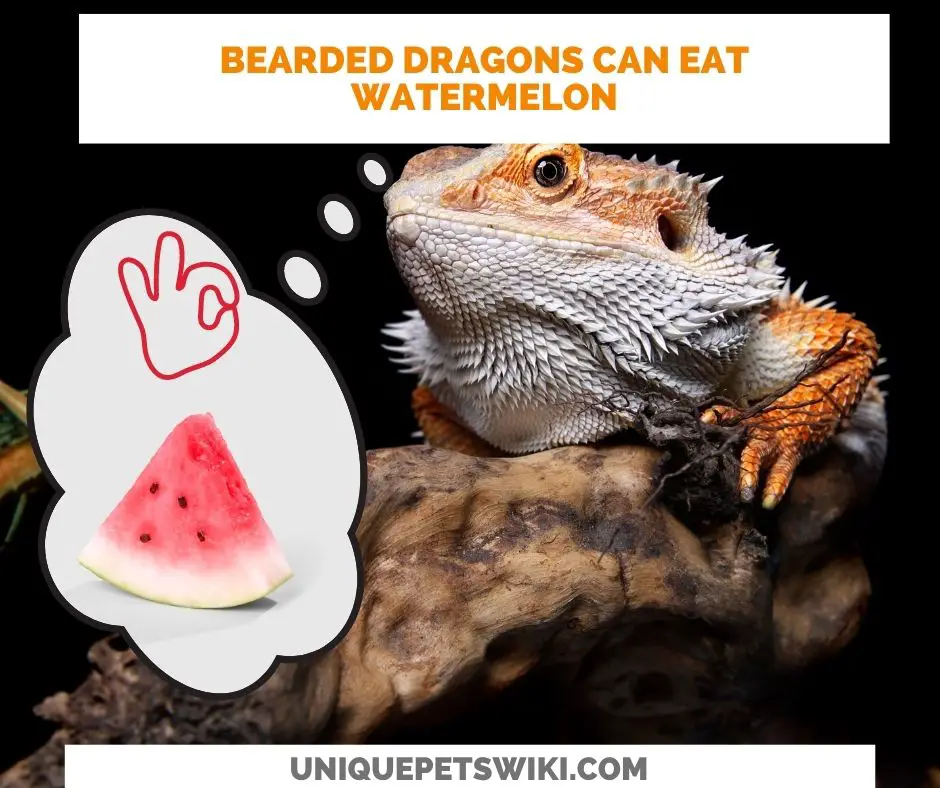 Can Bearded Dragons eat Watermelon? Lol! They love it