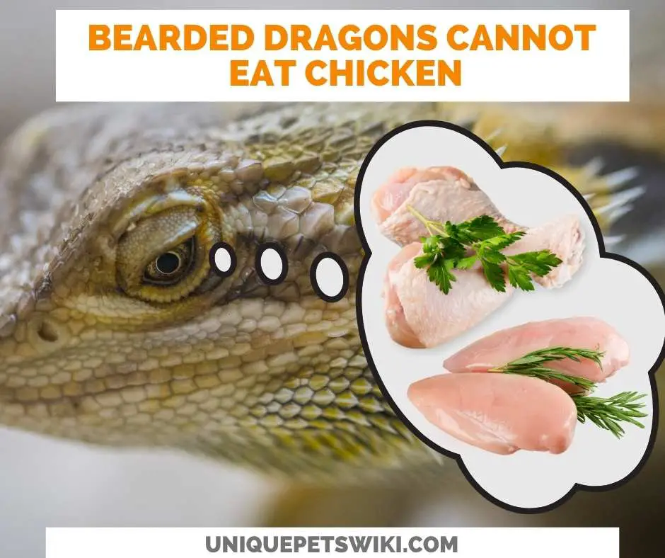 Can Bearded Dragons Eat Chicken?