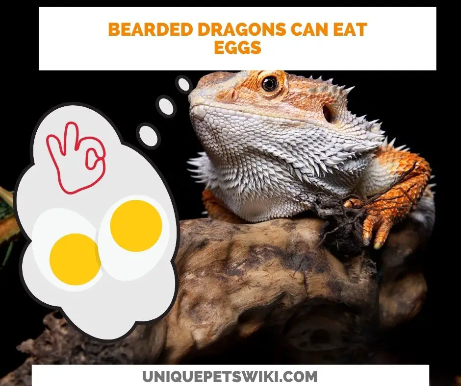 bearded dragons can eat eggs