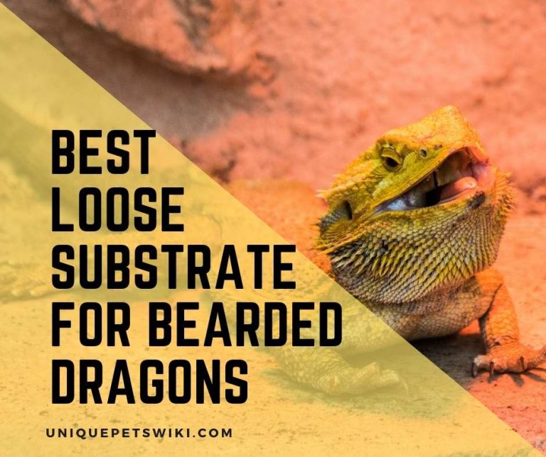 Best Loose Substrate For Bearded Dragons 5 Best Products