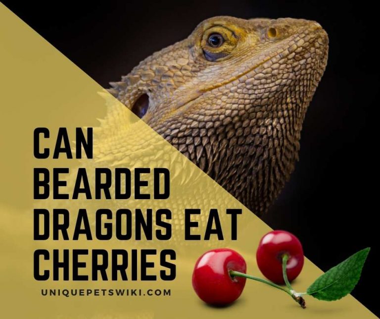 Can Bearded Dragons Eat Cherries? Dangerous Or Safe?