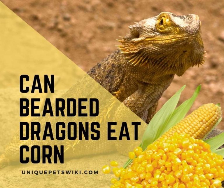 Can Bearded Dragons Eat Corn? Experts' Advice
