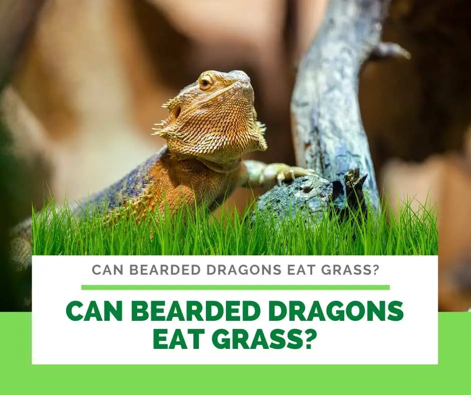 Can Bearded Dragons Eat Grass?