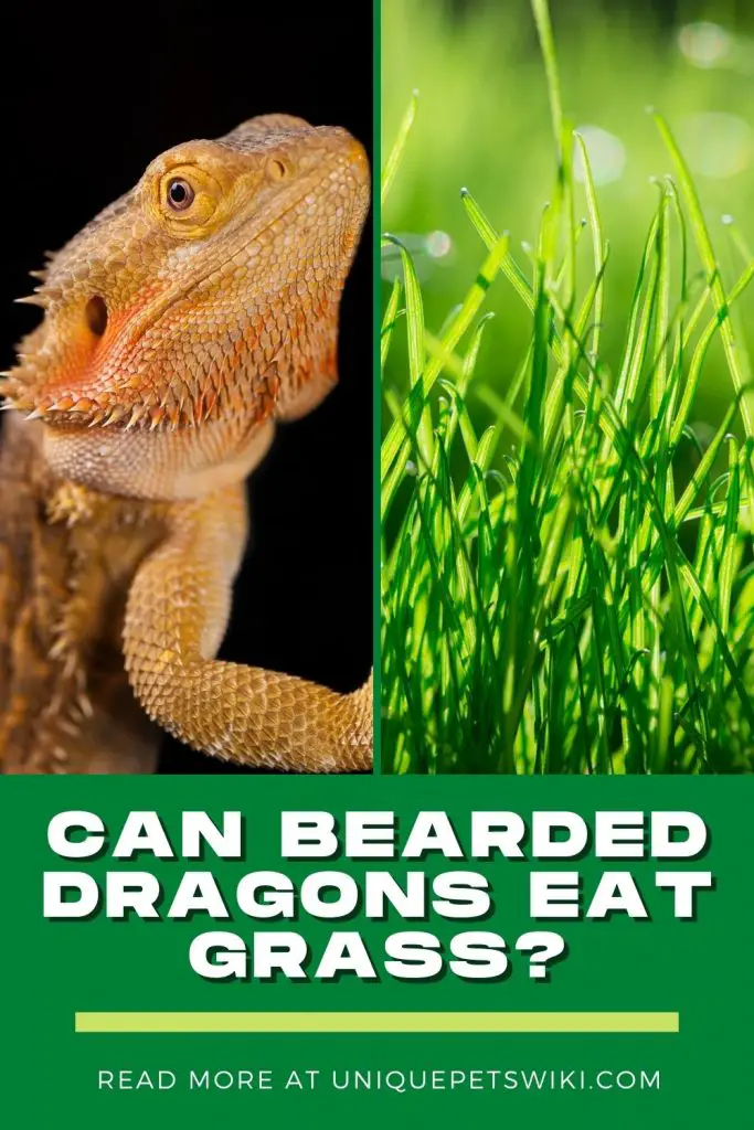 Can Bearded Dragons Eat Grass Pinterest Pin