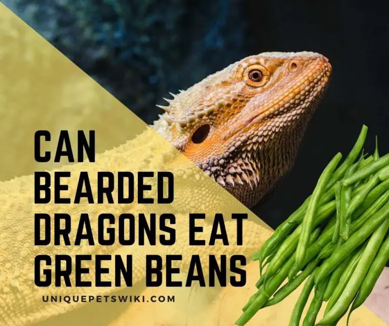 Can Bearded Dragons Eat Green Beans? They Definitely Want This!
