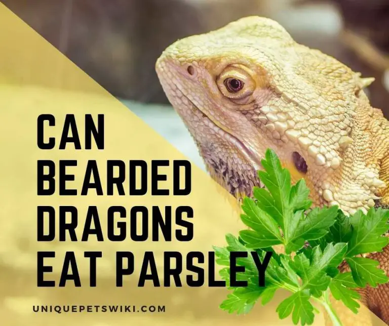 Can Bearded Dragons Eat Parsley?