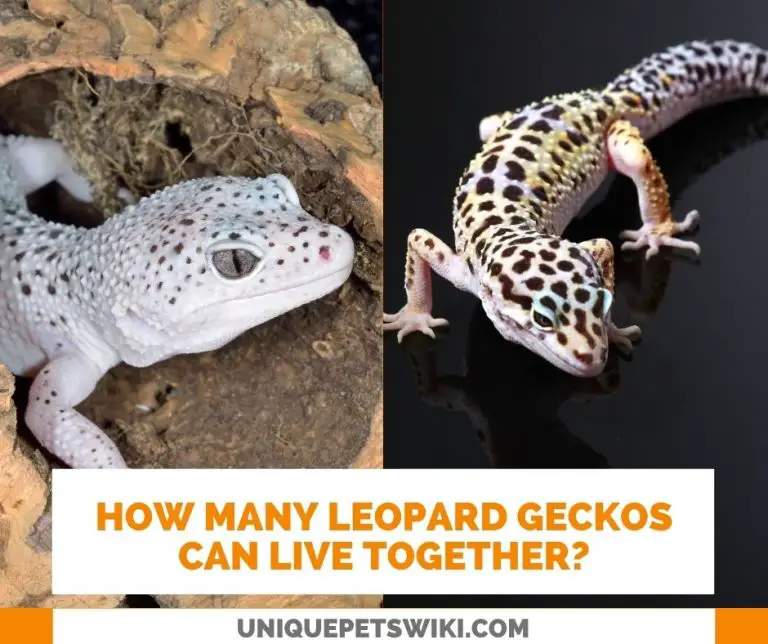 How Many Leopard Geckos Can Live Together? (Male & Female)