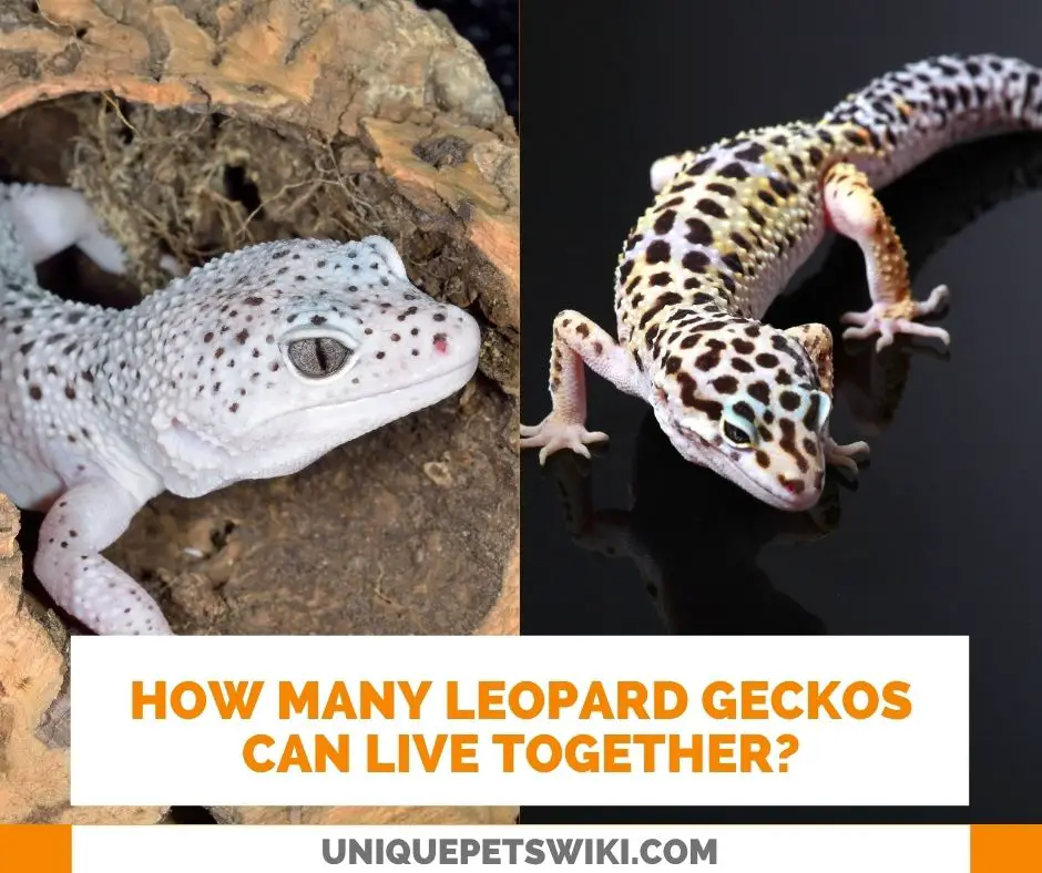 Can I Keep Leopard Geckos Together