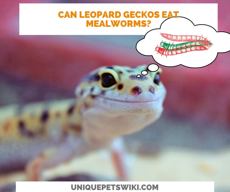 Can Leopard Geckos Eat Mealworms Do They Like Mealworms